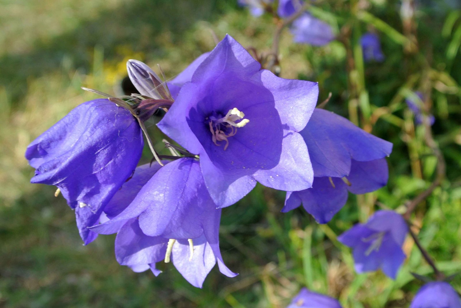 Tips for Growing Campanula