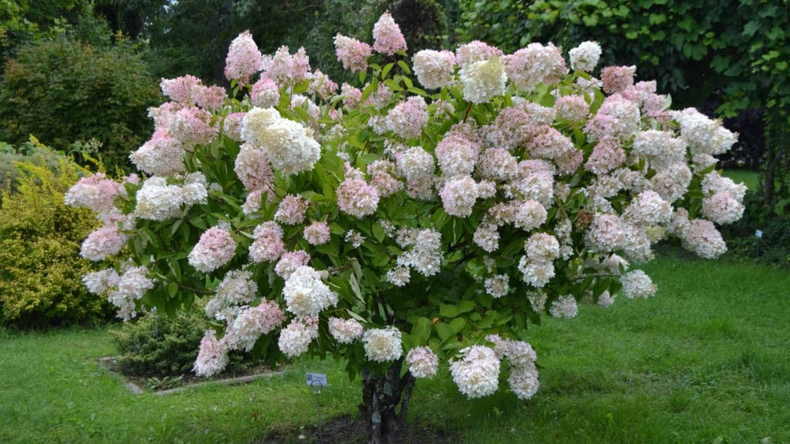 Are Hydrangea Trees Susceptible to Diseases