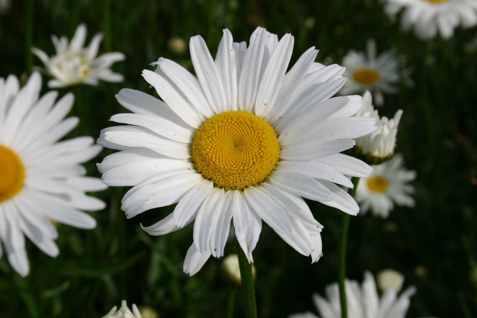 How to Grow Shasta Daisy