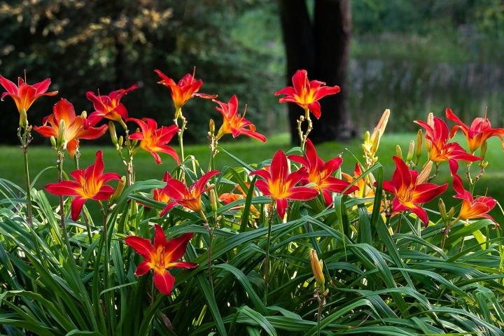 Benefits of Growing Daylilies