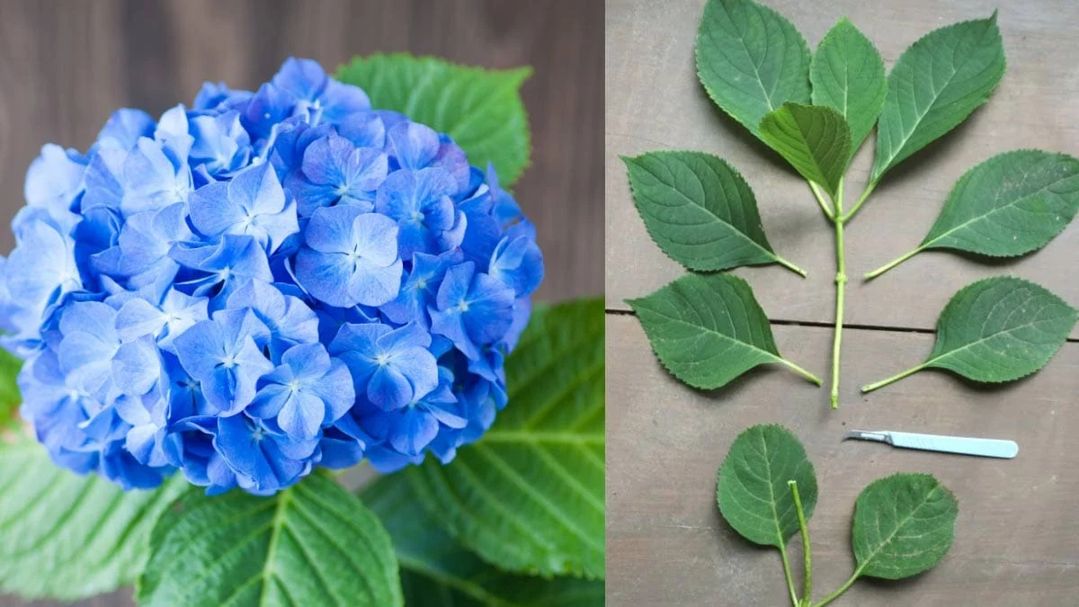 Hydrangeas from Cuttings