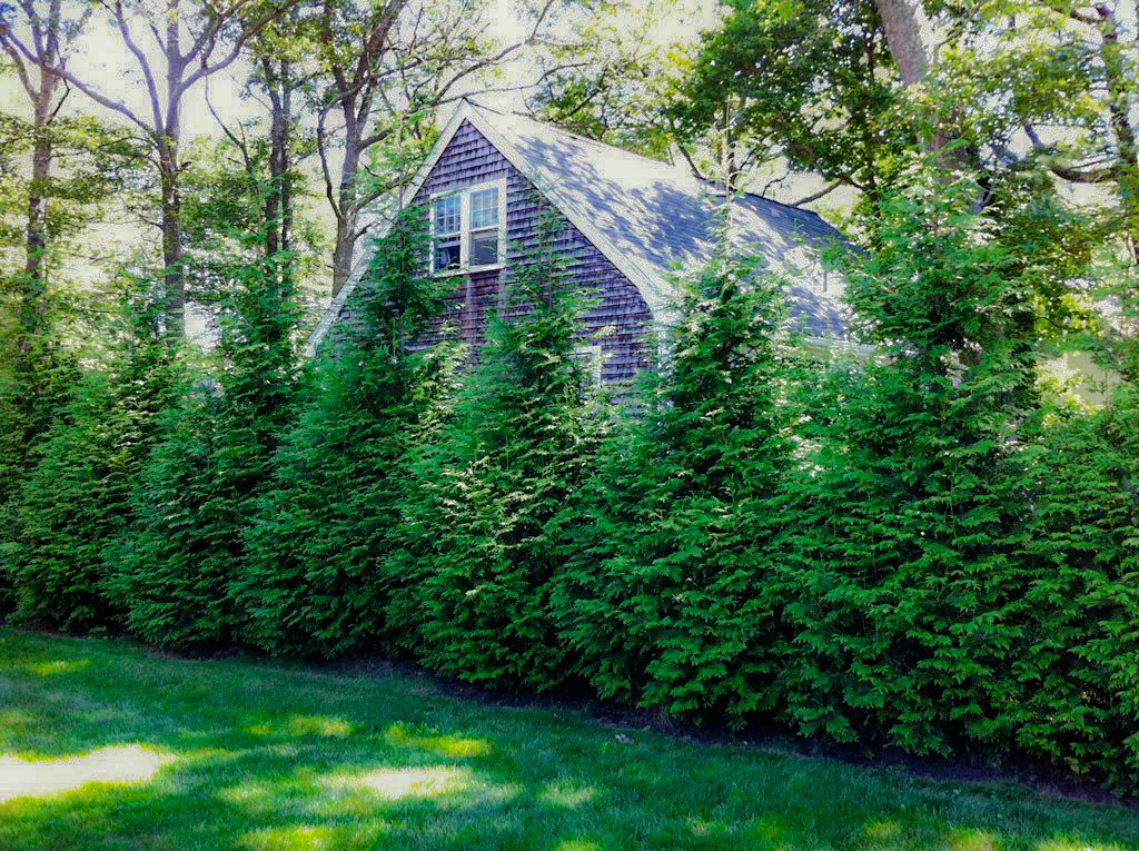 How Fast Do Arborvitae Grow