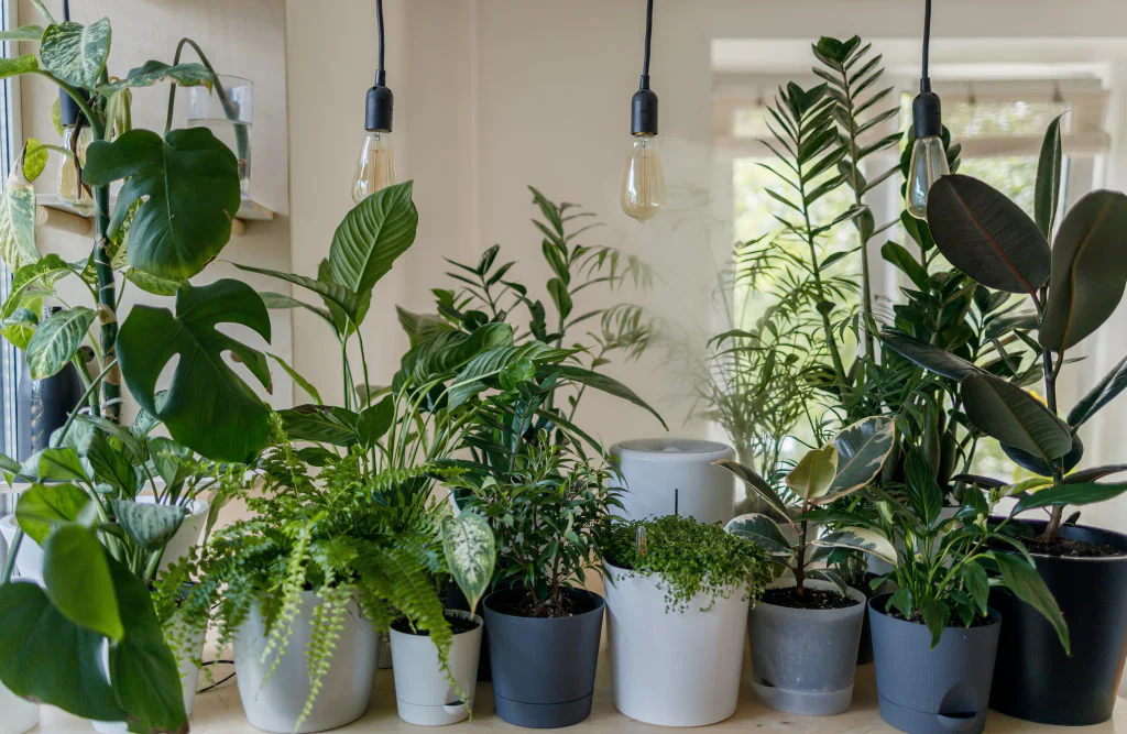 grow lights for indoor plants