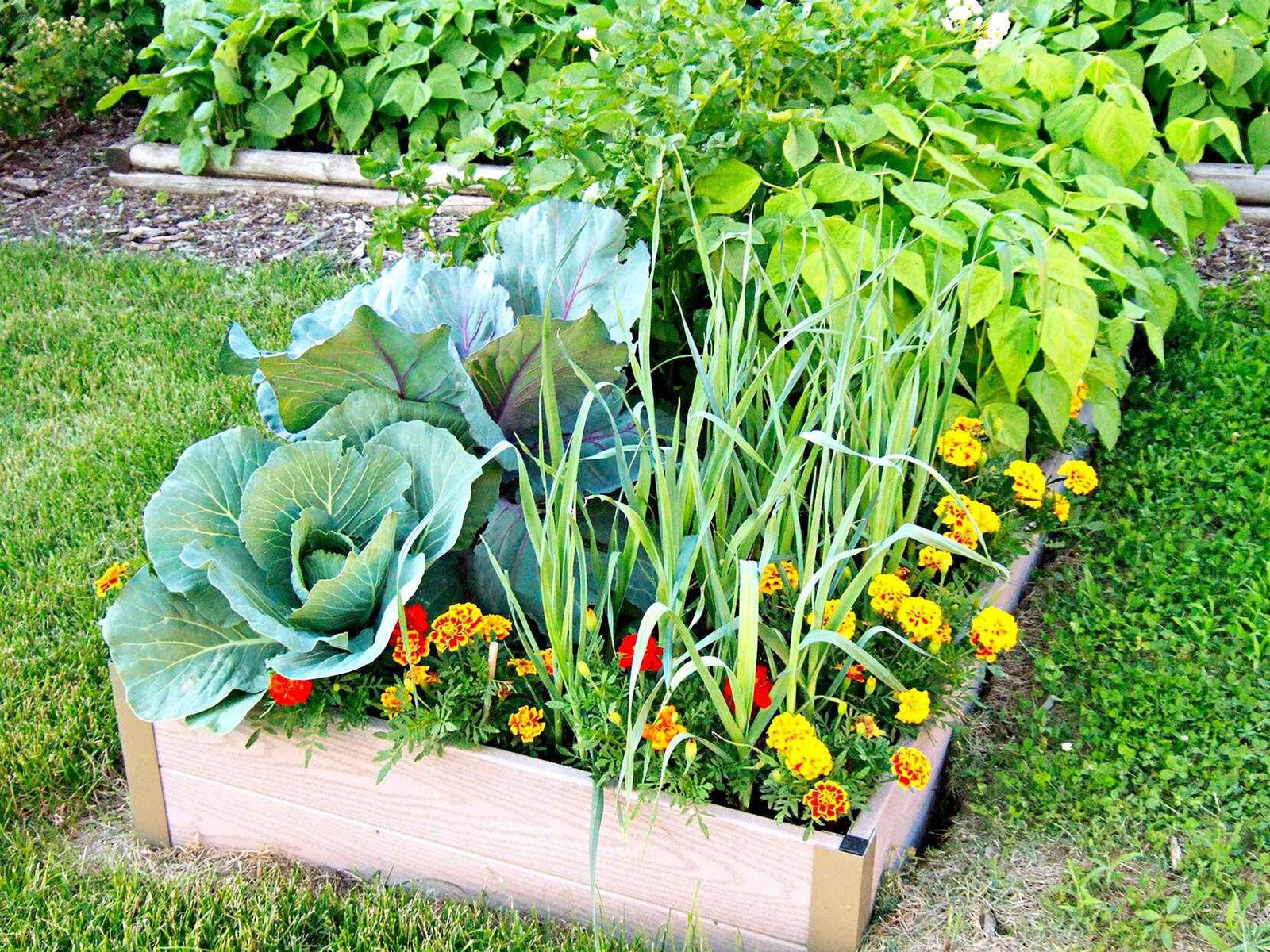 Starting a Vegetable Garden