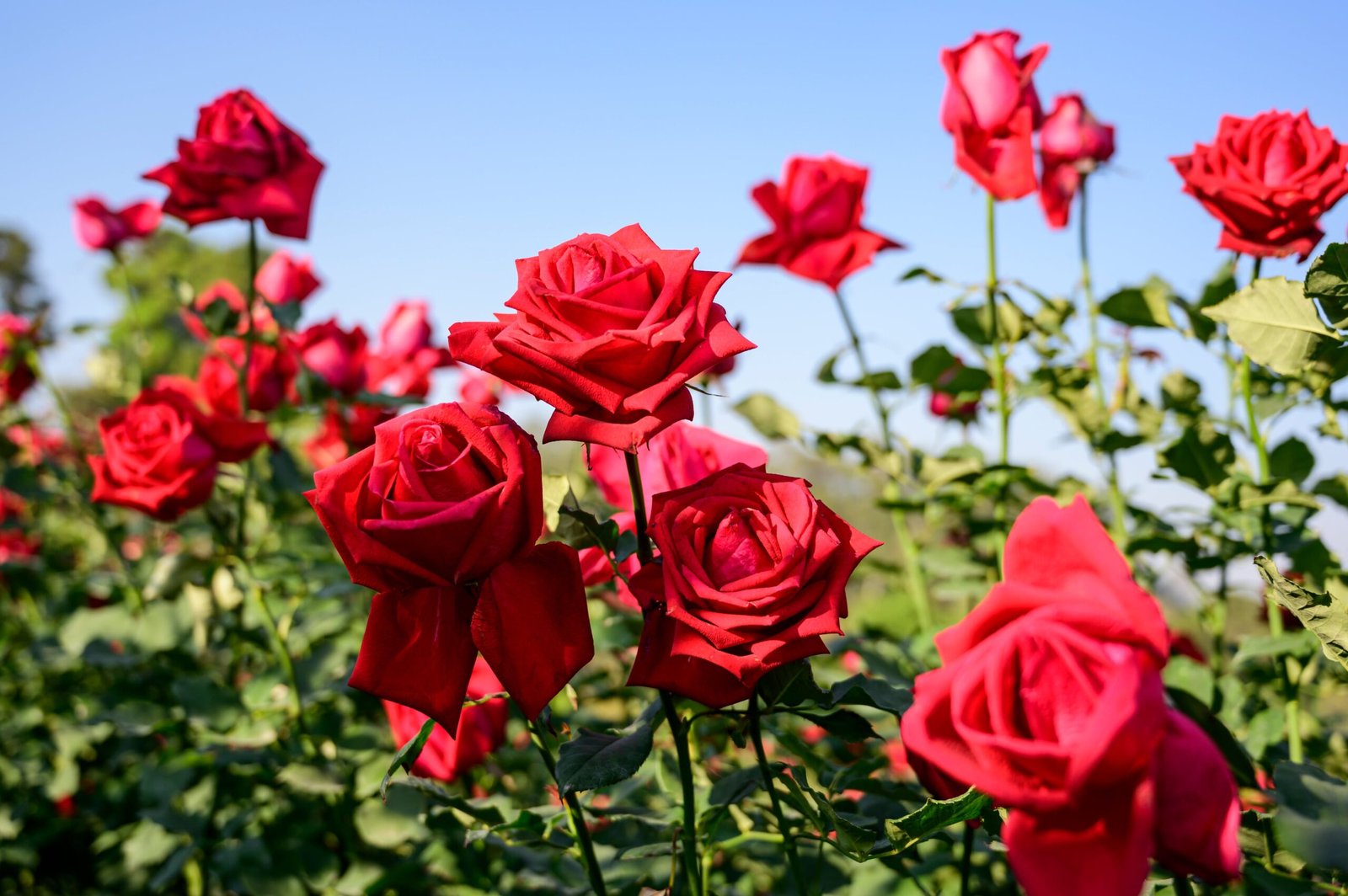 Rose Care Tips for Beginners