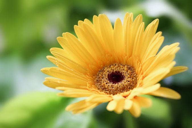 yellow flower for garden