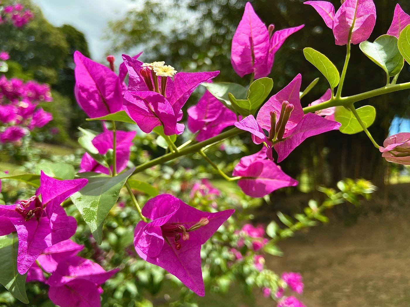 How to Grow and Care for a Bougainvillea Plant