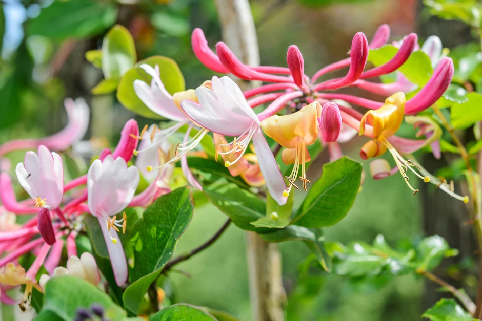 How to grow and care for honeysuckle