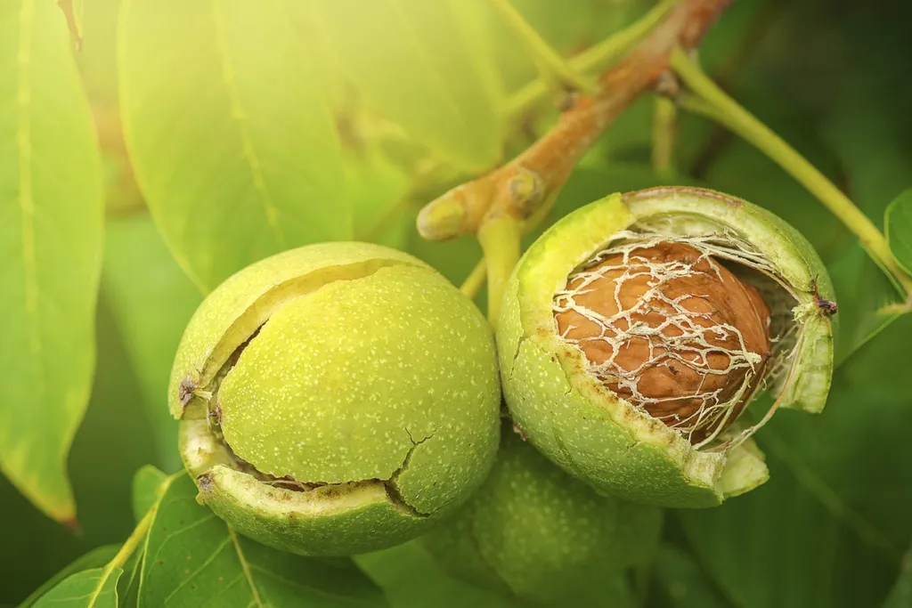 Walnut Tree Harvesting