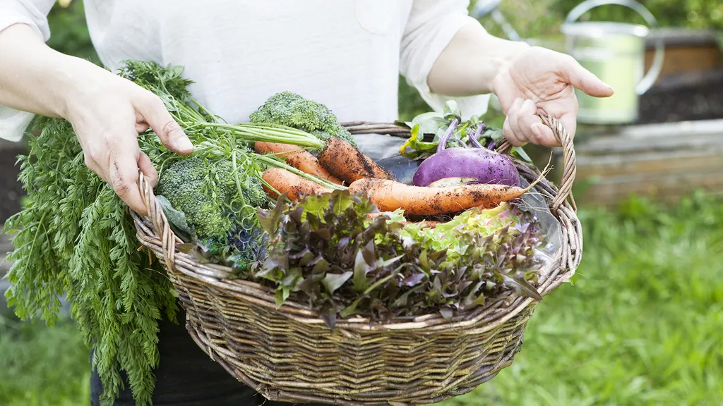 Vegetables to Plant in September