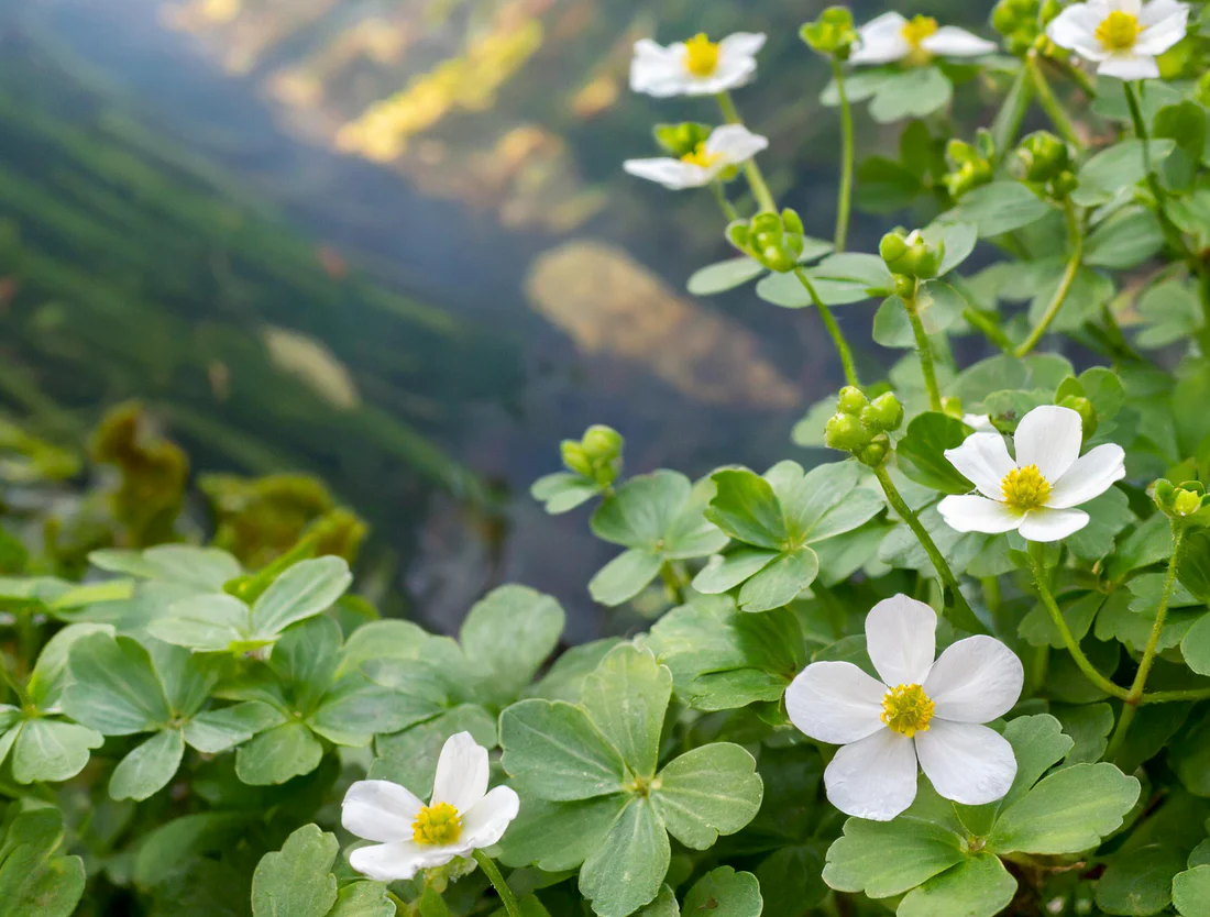 Growing Bacopa Successfully