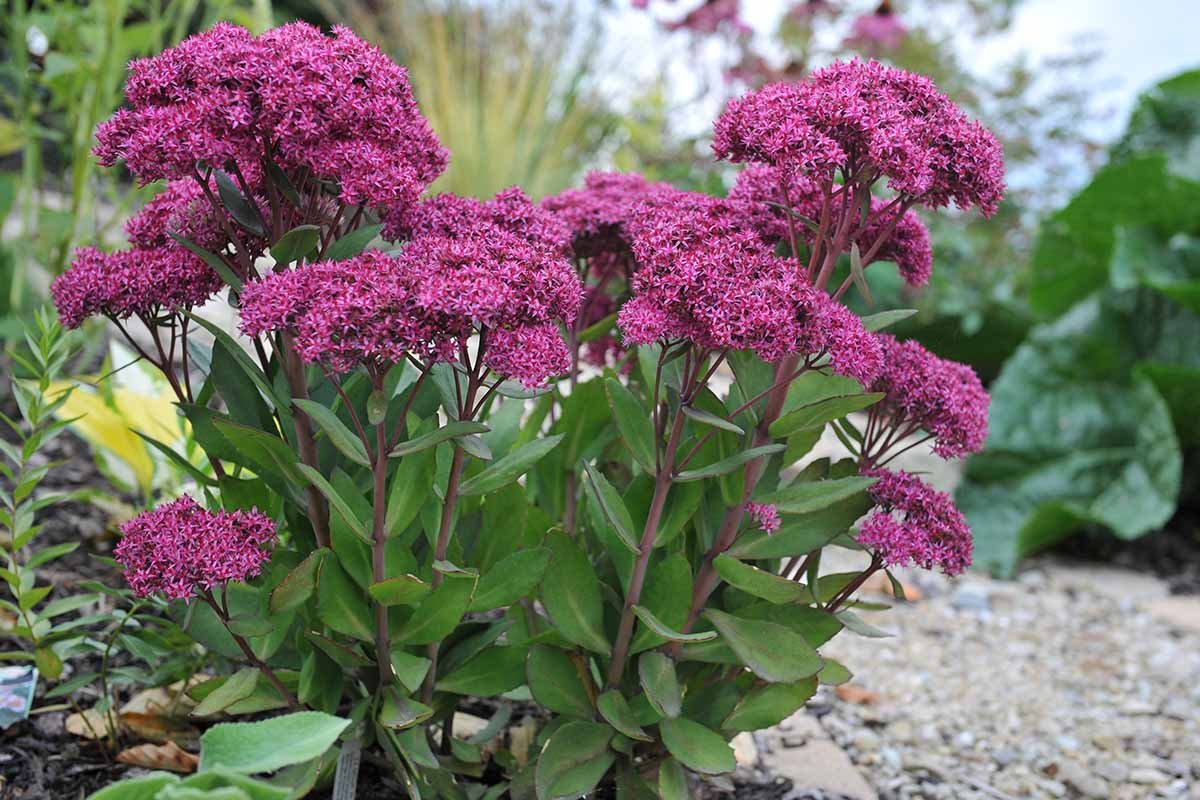 stonecrop sedum