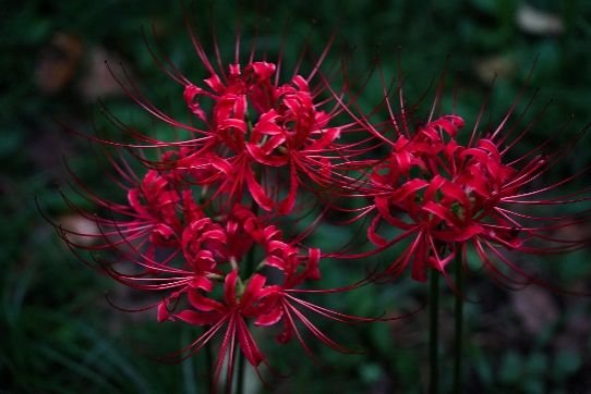 Spider Lily Planting Zones