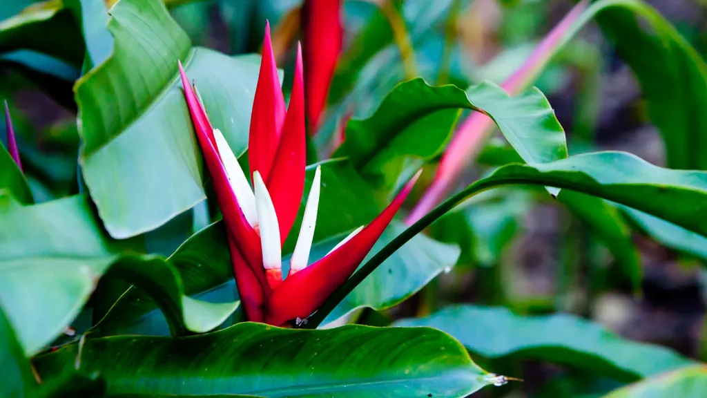 how to grow Christmas Heliconia plants