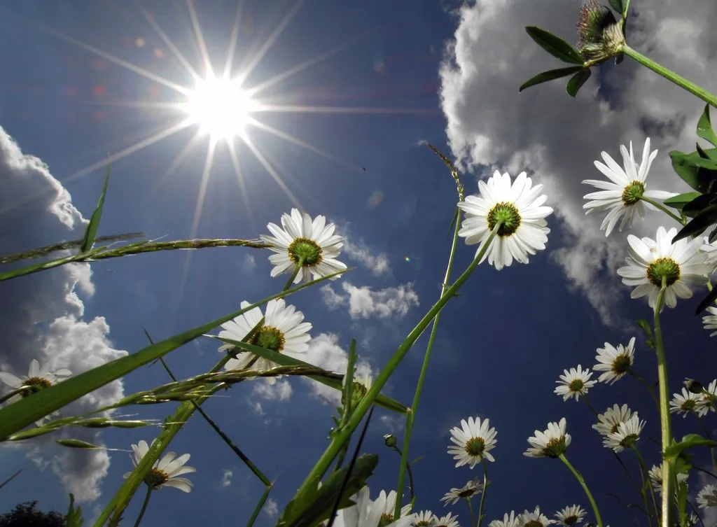 full sun plants