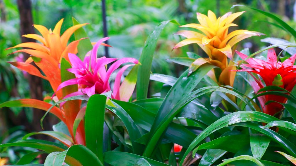 Care for a Bromeliad Plant