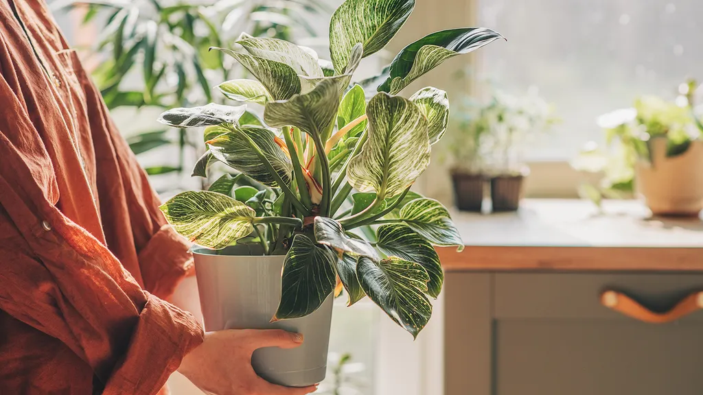 Bringing houseplants indoors